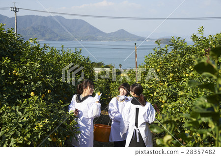 A woman harvesting lemon 28357482