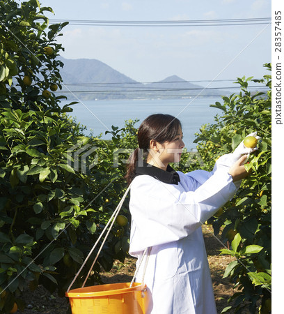 A woman harvesting lemon A woman harvesting lemon 28357485