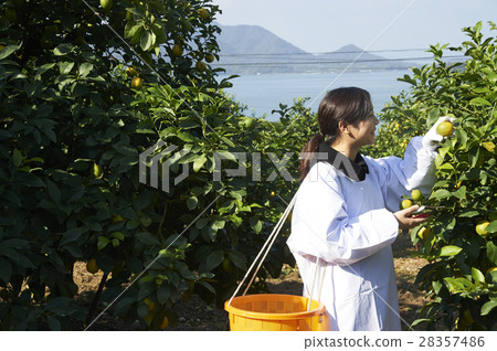 A woman harvesting lemon 28357486