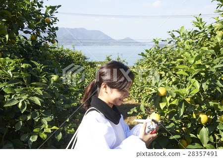 收穫檸檬的婦女 28357491
