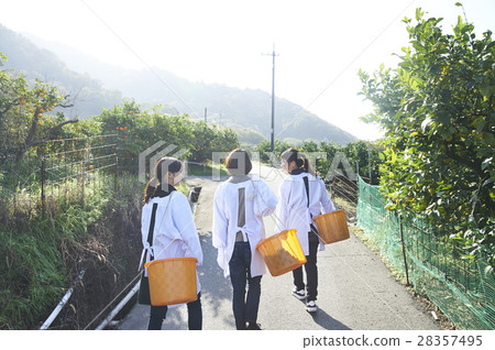 Women walking orchard 28357495
