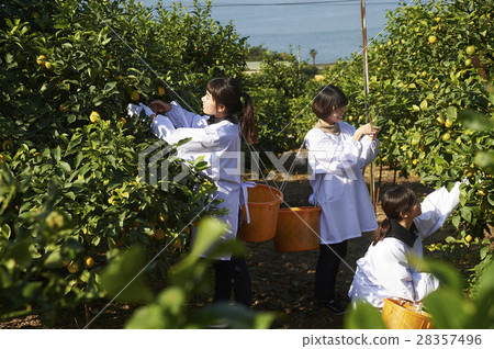 A woman harvesting lemon 28357496