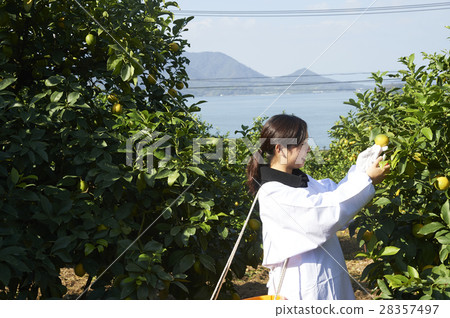 A woman harvesting lemon 28357497