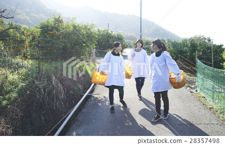 婦女走果園 28357498