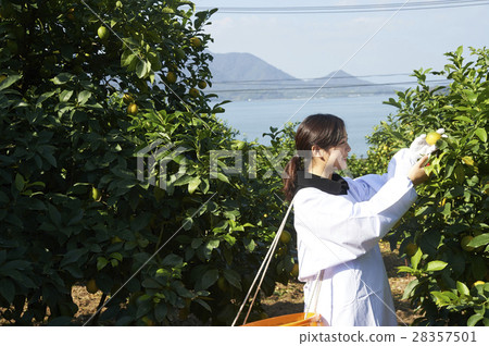 A woman harvesting lemon 28357501