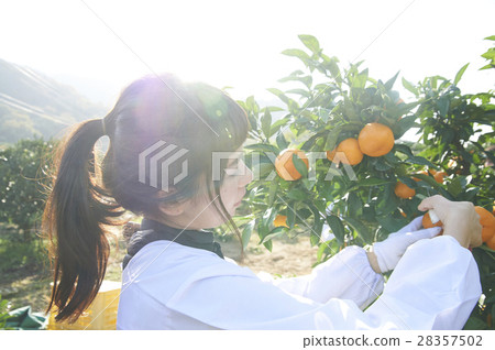 Women who harvest oranges 28357502