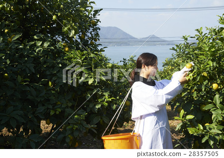 A woman harvesting lemon 28357505