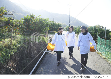 Women walking orchard Women walking orchard 28357506