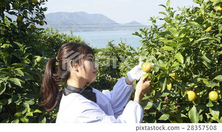 收穫檸檬的婦女 28357508