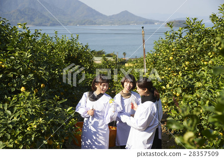 收穫檸檬的婦女 收穫檸檬的婦女 28357509