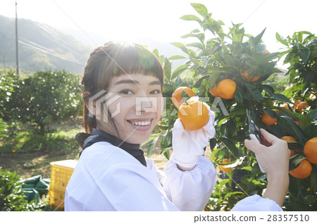 Women who harvest oranges 28357510