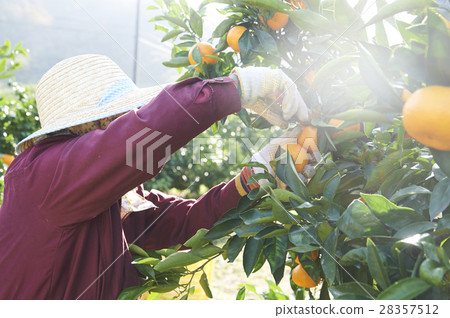 橘子農民 28357512