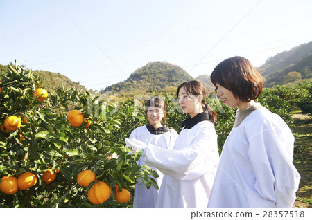 收穫橘子的女性 28357518