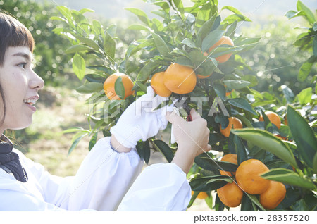 Women who harvest oranges 28357520