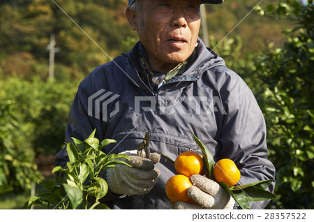 Mandarin orange farmer 28357522