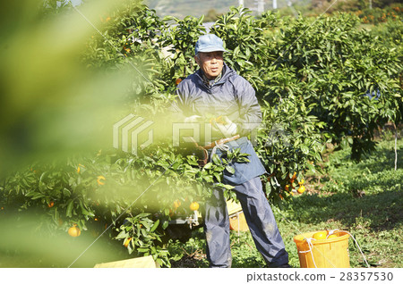 Mandarin orange farmer 28357530