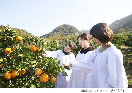 收穫橘子的女性 28357531