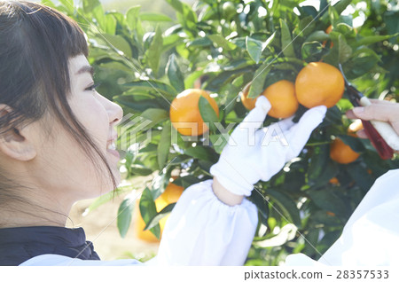 Women who harvest oranges 28357533