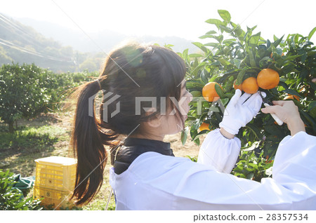 Women who harvest oranges 28357534
