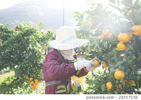 橘子農民 28357536