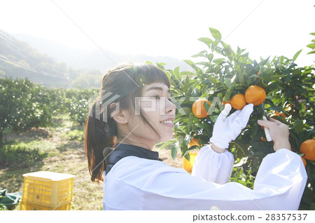 Women who harvest oranges 28357537