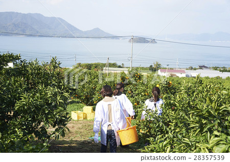A woman harvesting lemon 28357539