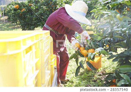Mandarin orange farmer 28357540