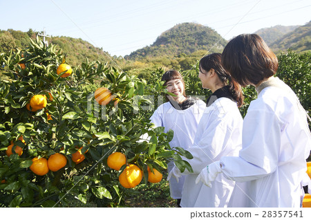 Women who harvest oranges 28357541