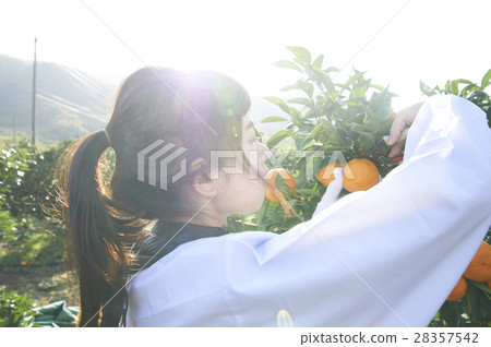 Women who harvest oranges 28357542