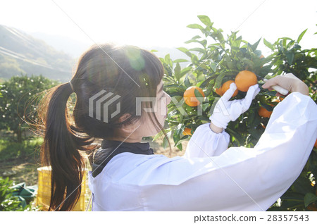 Women who harvest oranges 28357543