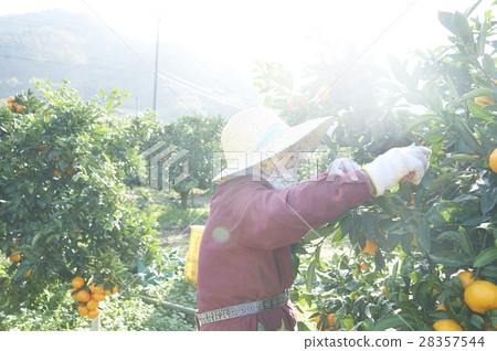 Mandarin orange farmer 28357544