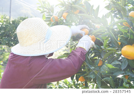 Mandarin orange farmer 28357545