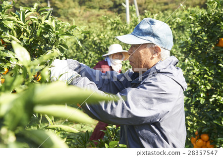 Mandarin orange farmer 28357547