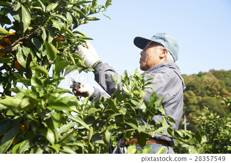 Mandarin orange farmer 28357549