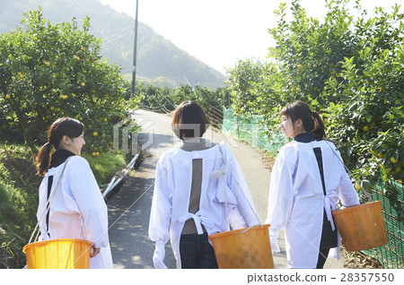 Women walking orchard 28357550