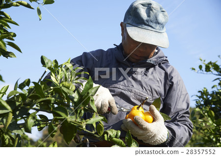 Mandarin orange farmer 28357552