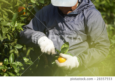 Mandarin orange farmer 28357553