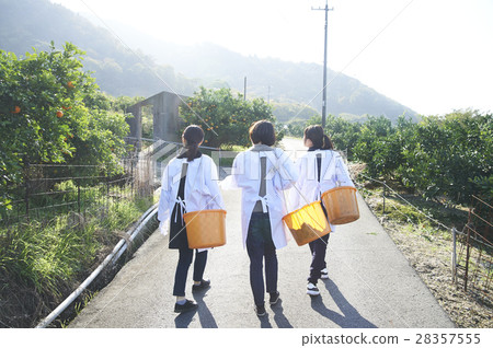 Women walking orchard 28357555
