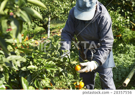 Mandarin orange farmer 28357556