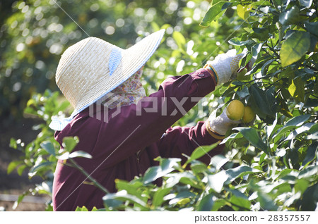 檸檬農夫 28357557