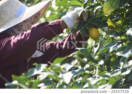 Lemon farmer 28357558