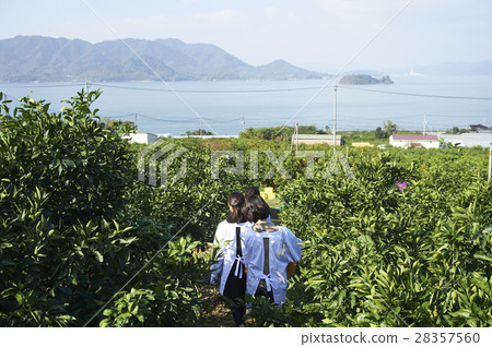 Women walking orchard 28357560