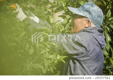 Mandarin orange farmer 28357561