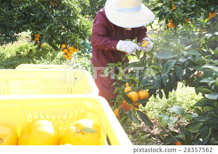 Mandarin orange farmer 28357562