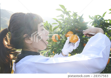 Women who harvest oranges 28357563