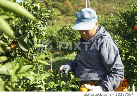 Mandarin orange farmer 28357564