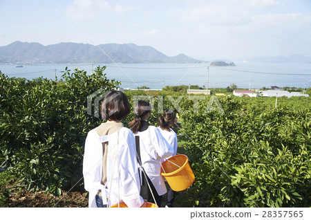 Women walking orchard 28357565
