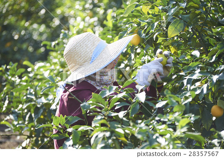 Lemon farmer 28357567