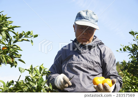 Mandarin orange farmer 28357569
