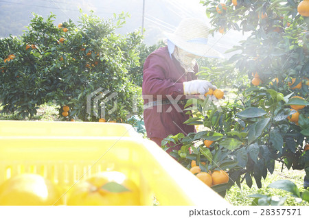 Mandarin orange farmer 28357571